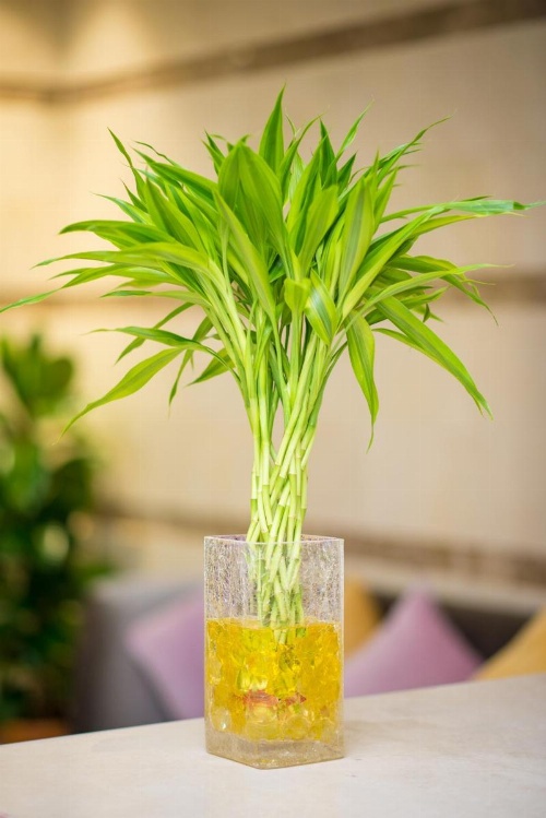 Golden Garden AlMadhina Hotel image 17